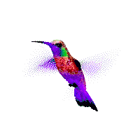 colibrí logo